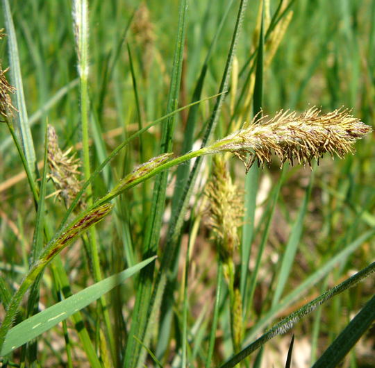Behaarte Segge (Carex hirta)April 09 Geb.Franz & Insekten Httenfeld 017a