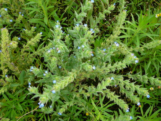 Acker-Krummhals Jun07 Httenfeld Futterholen 020