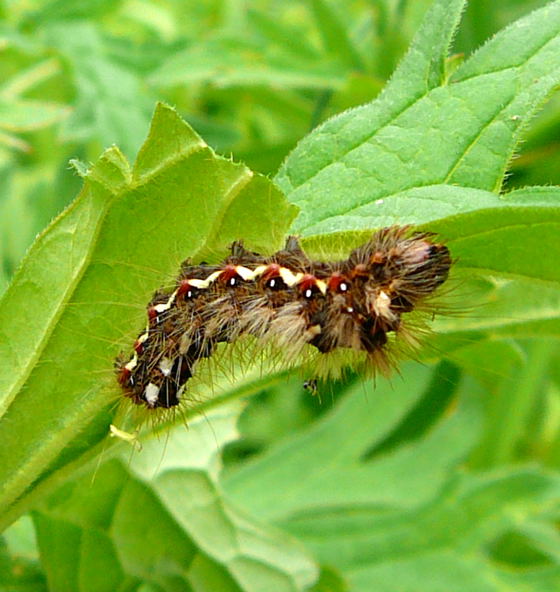 Ampfereule Acronicta rumicis Juni 09 Huett und Viernheimer Wald 024