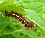 Ampfereule Acronicta rumicis kl.