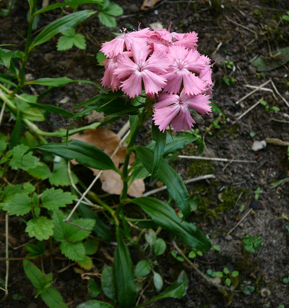 Bartnelke (Dianthus barbatus) Juni 2011 Huettenfeld Insekten und Falter 078