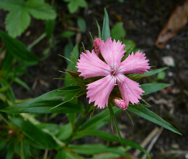 Bartnelke (Dianthus barbatus) Juni 2011 Huettenfeld Insekten und Falter 079