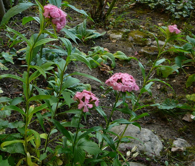 Bartnelke (Dianthus barbatus) Juni 2011 Huettenfeld Insekten und Falter 081