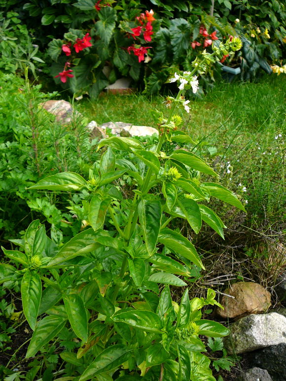 Basilikum (Ocimum basilicum) Sept 2010 Huett Garten u. Schafe Viernheimer Heide 005