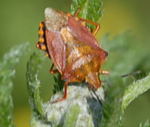 Baumwanze 1 Carpocoris spec. kl.