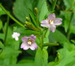 Berg-Weidenrschen (Epilobium montanum) kl.