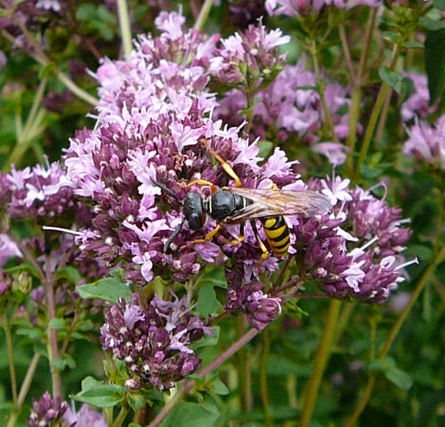 Bienenwolf (Philanthus triangulum) Weibchen Juli 09 Bienen Huett 030