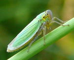 Binsen-Schmuckzikade, Cicadella viridis  Weibchen kl.