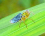 Binsenschmuckzikade (Cicadella viridis) Mnnchen kl.