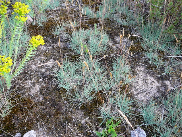 Blaugrnes Schillergras (Koeleria glauca) Juni 09 Huett - Lorsch Biotop Rote Erde 007