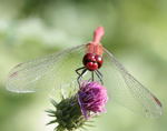 Blutrote Heidelibelle (Sympetrum sanguineum) Mnnchen-kl.