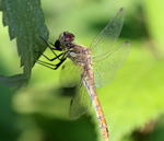 Blutrote Heidelibelle (Sympetrum sanguineum) Weibchen-kl.