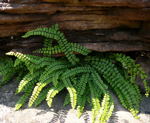 BraunstieligerStreifenfarn (Asplenium trichoman kl.