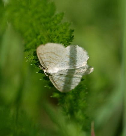 Braunstirn-Weispanner Cabera exanthemata Nikon Schmetterlinge u. Insekten Brachstck Richtung Lorsch 161