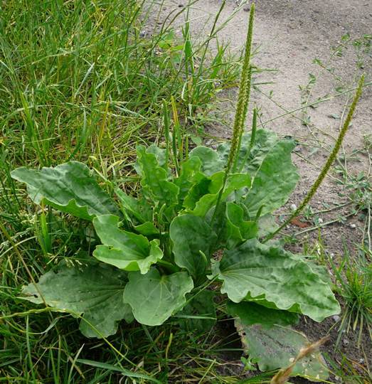 Breit-Wegerich Plantago major Juni 07 Httenfeld-Mlldeponie 003