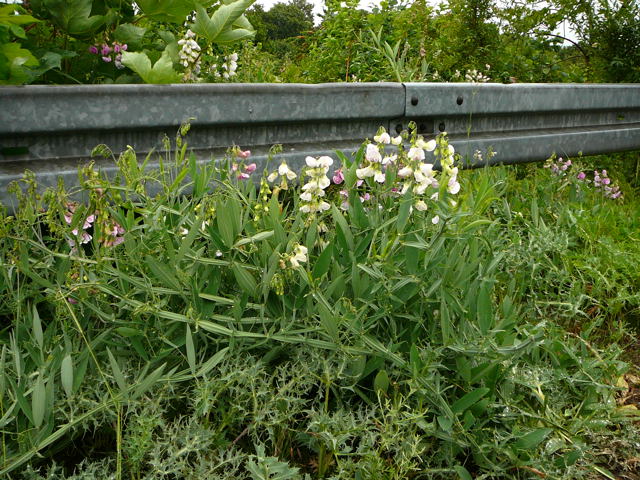 Breitblttrige Platterbse (Lathyrus latifolius Mai 2011 Besuch bei Wally u. Eckhard Saarburg u. Wicke in MA 049