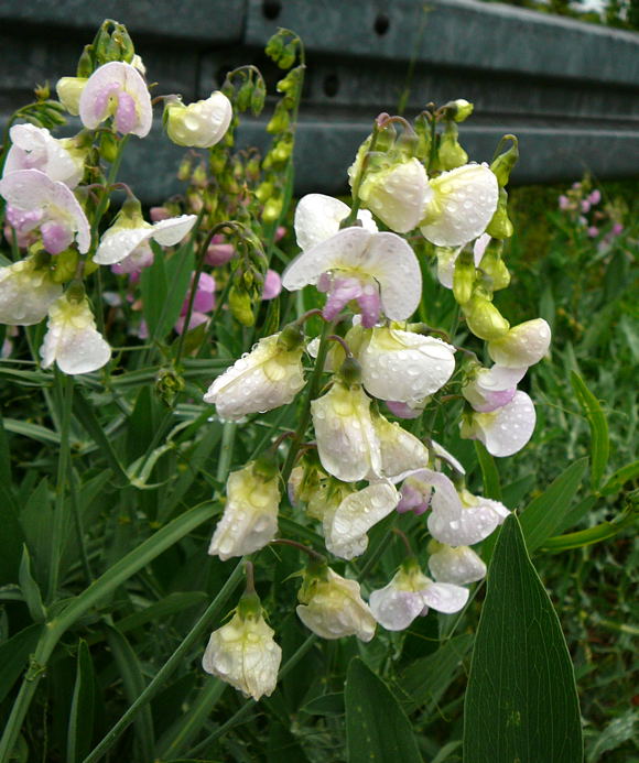 Breitblttrige Platterbse (Lathyrus latifolius Mai 2011 Besuch bei Wally u. Eckhard Saarburg u. Wicke in MA 050