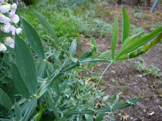 Breitblttrige Platterbse (Lathyrus latifolius Mai 2011 Besuch bei Wally u. Eckhard Saarburg u. Wicke in MA 052