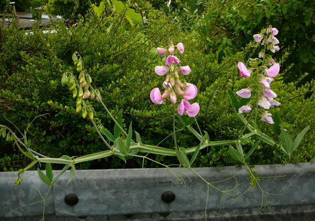 Breitblttrige Platterbse (Lathyrus latifolius Mai 2011 Besuch bei Wally u. Eckhard Saarburg u. Wicke in MA 054