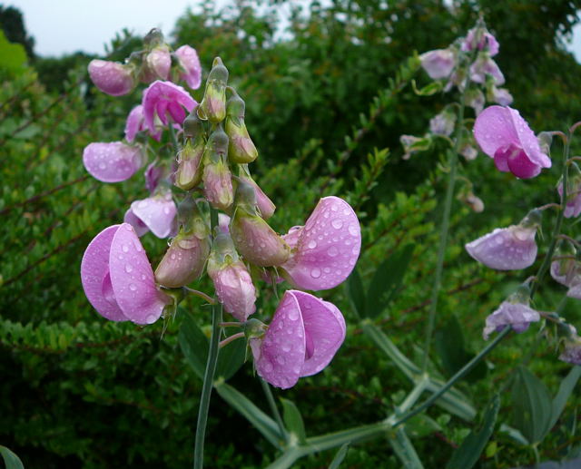 Breitblttrige Platterbse (Lathyrus latifolius Mai 2011 Besuch bei Wally u. Eckhard Saarburg u. Wicke in MA 055