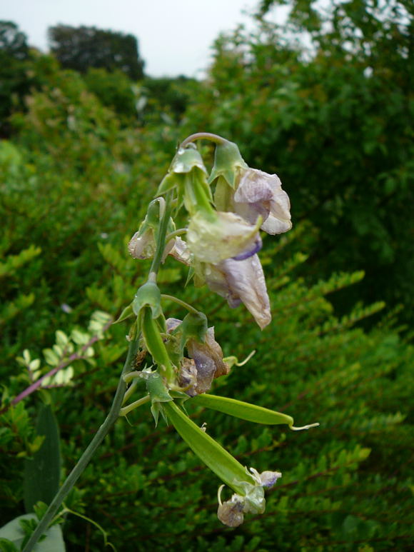 Breitblttrige Platterbse (Lathyrus latifolius Mai 2011 Besuch bei Wally u. Eckhard Saarburg u. Wicke in MA 056