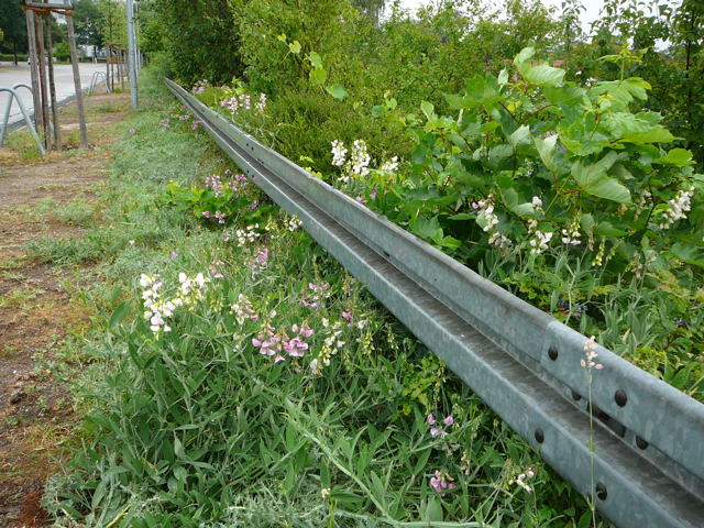 Breitblttrige Platterbse (Lathyrus latifolius Mai 2011 Besuch bei Wally u. Eckhard Saarburg u. Wicke in MA 057