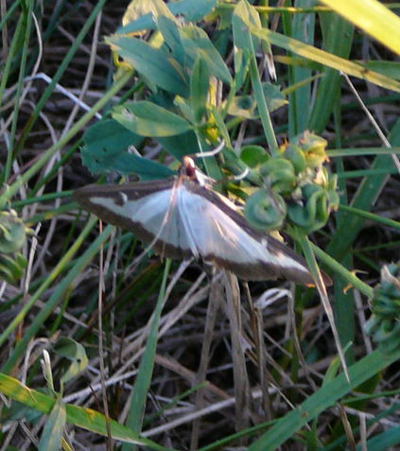 Buchsbaum-Znsler (Glyphodes perspectalis) 400