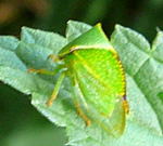 Bffelzikade (Stictocephala bisonia) kl.