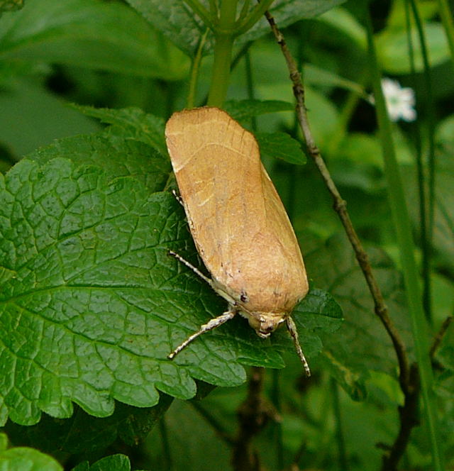 Bunte Bandeule (Noctua fimbriata) Sep 2009 Htt. Garten u. Viernheimer Wald 008