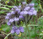 Bschelschn (Bienenfreund) kl.