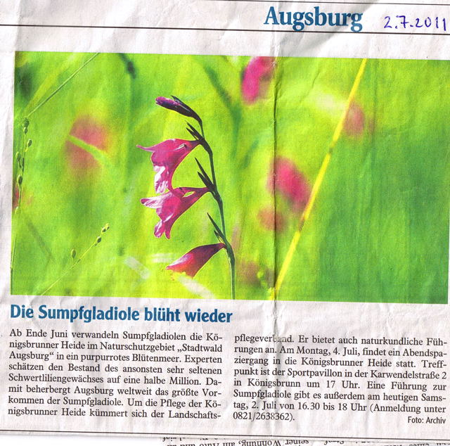 CCI00034 Augsburg 2.7.2011 Sumpf-Gladiole