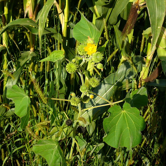 Chinesische Samtpappel oder Lindenblättrige Schönmalve (Abutilon theophrasti) Aug 2009 Hüttenfeld Insekten 121