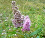 Douglas-Spierstrauch (Spirea douglasii) kl.