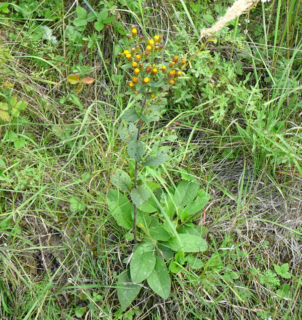 Drrwurz-Alant (Inula conyzae) Sept 2010 Viernheimer Glockenbuckel Blumen 080