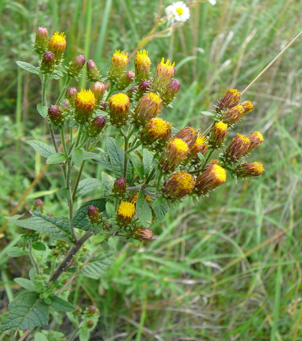 Drrwurz-Alant (Inula conyzae) Sept 2010 Viernheimer Glockenbuckel Blumen 082