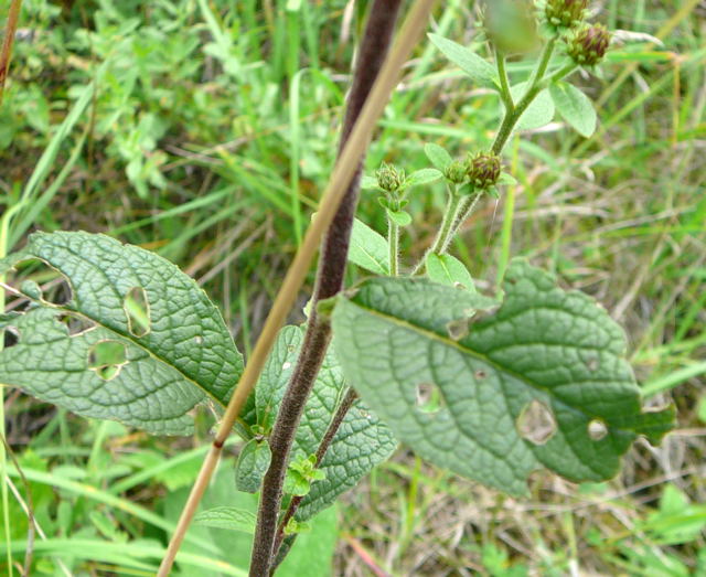 Drrwurz-Alant (Inula conyzae) Sept 2010 Viernheimer Glockenbuckel Blumen 083