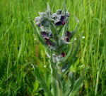 Echte Hundszunge Cynoglossum officinale kl.