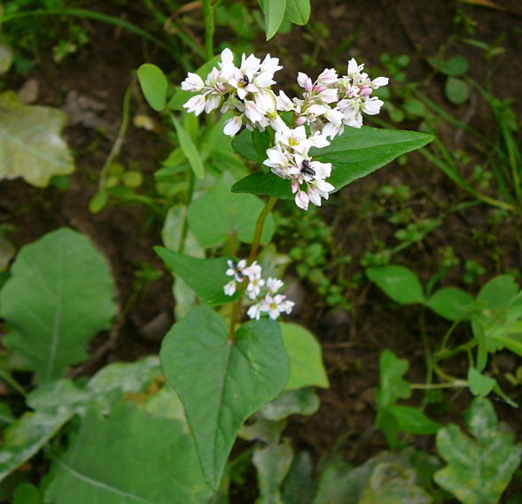 Echter Buchweizen Fagopyrum esculentum Buchweizen Juni 2010 Viernheimer Wald bei Httenfeld und Blumenacker 031