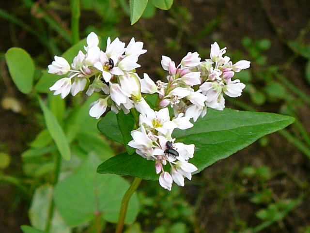 Echter Buchweizen Fagopyrum esculentum Juni 2010 Viernheimer Wald bei Httenfeld und Blumenacker 031a