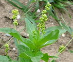 Einjhrige Bingelkraut (Mercurialis annua) kl.