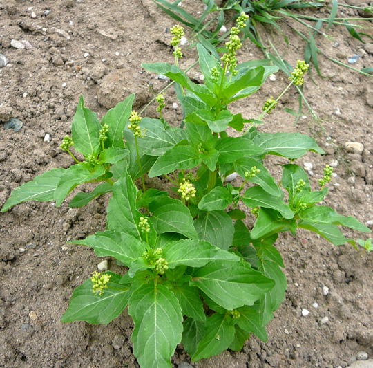Einjährige Bingelkraut (Mercurialis annua) Juni 2008 Wildblumen & Landstrasse Huett 037