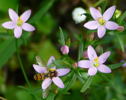 Enziangewächse - Tausengüldenkraut Juni 2008 Wildblumen & Landstrasse Huett 040