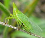 Europischer Laternentrger - Dictyophara europaea kl.