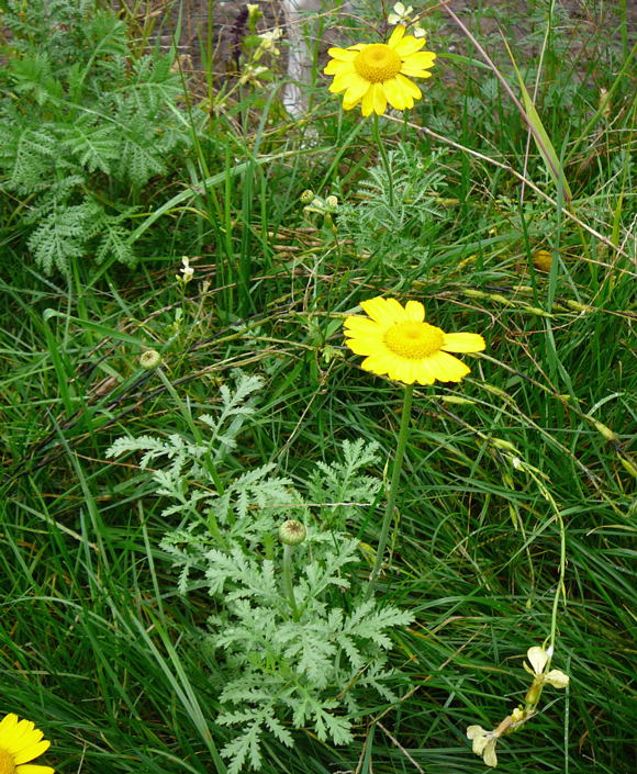 Frberkamille G  Sept 2010 Blumen Htt Garten u. Raupe Viernheimer Wald 005