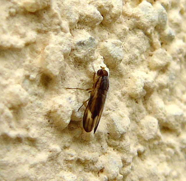 Faulfliege Peplomyza litura  Okt 2009  Htt Insekten 028