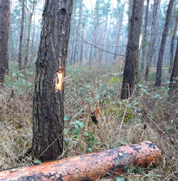 Februar 2010 Harvester Rodung Viernheimer Wald 017