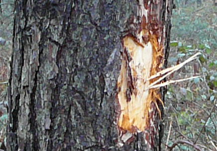 Februar 2010 Harvester Rodung Viernheimer Wald 017a1