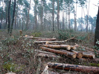 Februar 2010 Harvester Rodung Viernheimer Wald 063