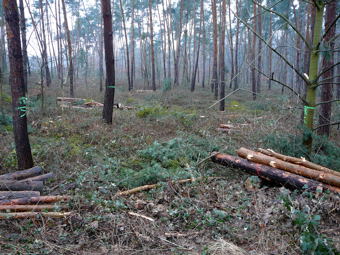 Februar 2010 Harvester Rodung Viernheimer Wald 076