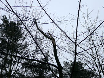 Februar 2010 Harvester Rodung Viernheimer Wald 100